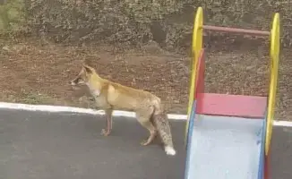 Лиса в Астане: неожиданный гость в жилом комплексе и Ботсаду