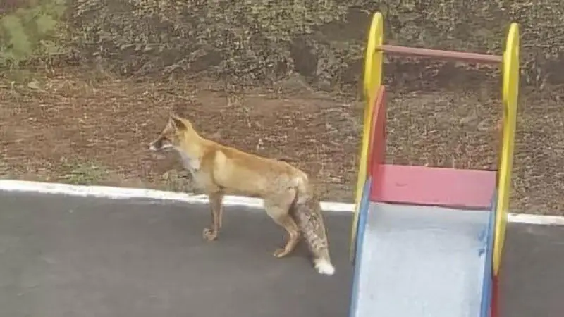 Лиса в Астане: неожиданный гость в жилом комплексе и Ботсаду Астане