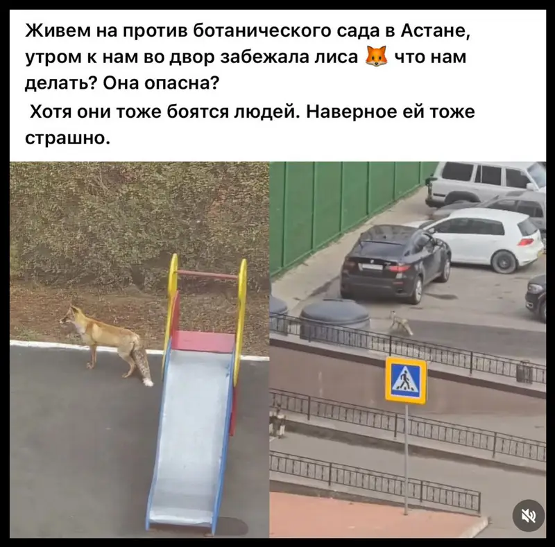Лиса в Астане
