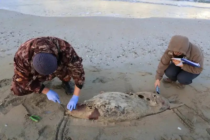 НА ПОБЕРЕЖЬЕ КАСПИЙСКОГО МОРЯ ОБНАРУЖЕНЫ ТУШИ 112 ТЮЛЕНЕЙ (8)
