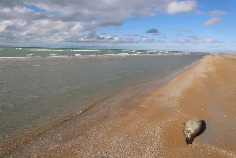НА ПОБЕРЕЖЬЕ КАСПИЙСКОГО МОРЯ ОБНАРУЖЕНЫ ТУШИ 112 ТЮЛЕНЕЙ (2)