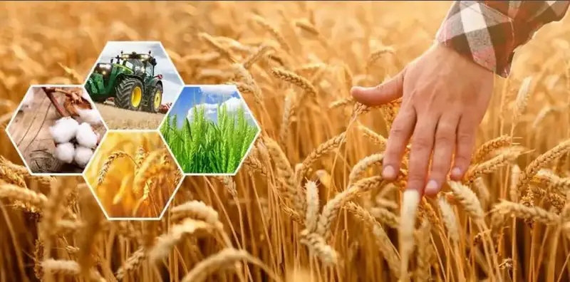 Сельхозпродукции на 296,8 млрд тенге произведено в Актюбинской области Астане