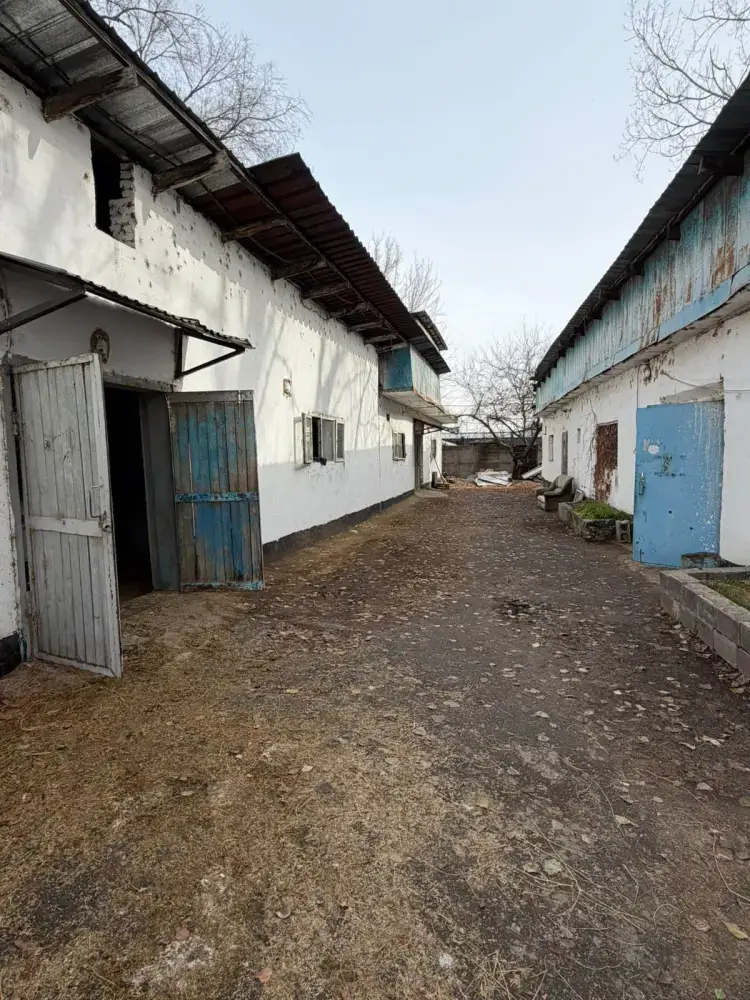 В Алматы решён вопрос размещения лошадей на зимний период (2)