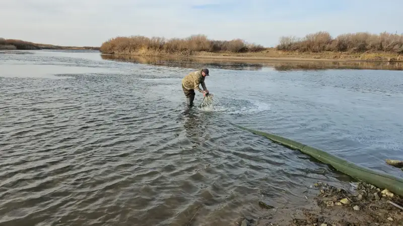Международные усилия по восстановлению экосистемы: зарыбление реки Селеты в Акмолинской области Астане