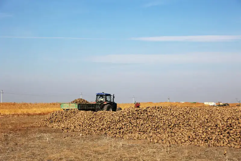 Ербол Карашукеев ознакомился с развитием свекольной отрасли в Меркенском районе (5)