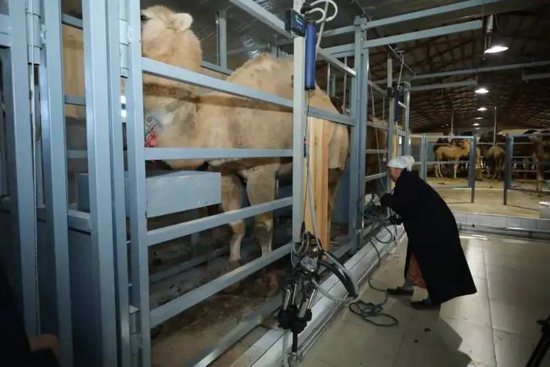 В Мангистауской области открыли новый цех по переработке верблюжьего молока с автоматизированными технологиями Астане