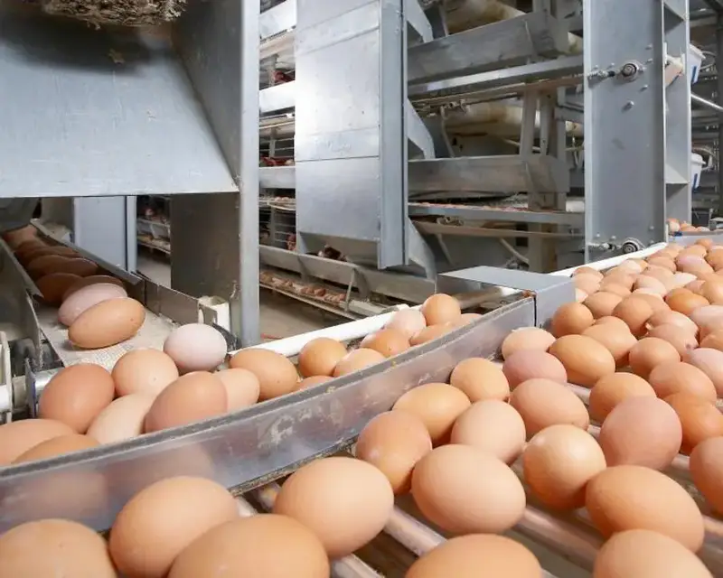 Куриные яйца задержаны на посту Сырым Астане