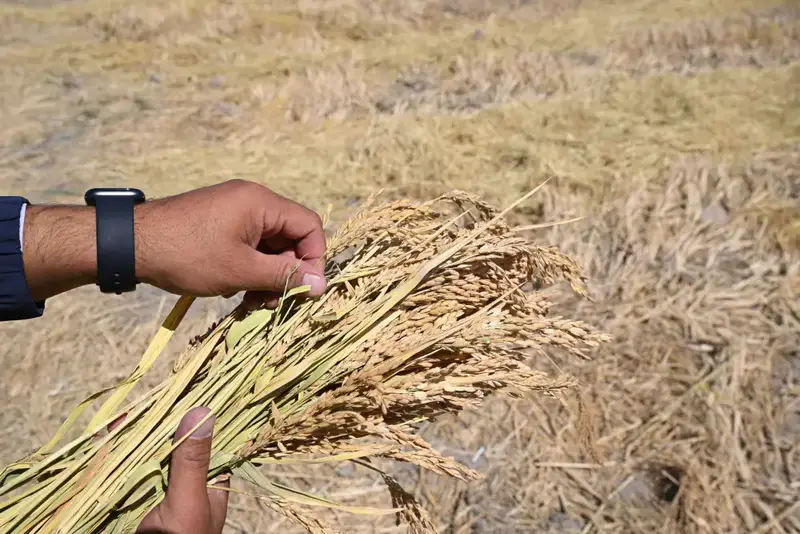 В области Жетісу сахарные заводы переработали уже 54 тыс. тонн сладкого корнеплода (9)