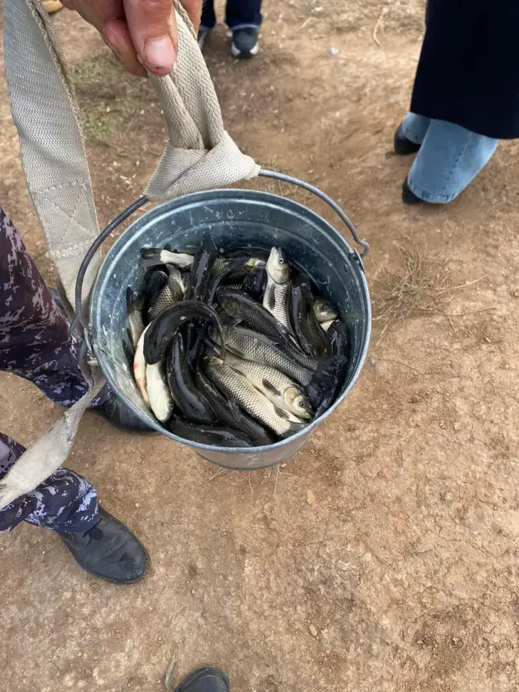 Участие общества в зарыблении реки Есиль: более 237 тысяч сеголеток белого амура выпущено в водоем Астане