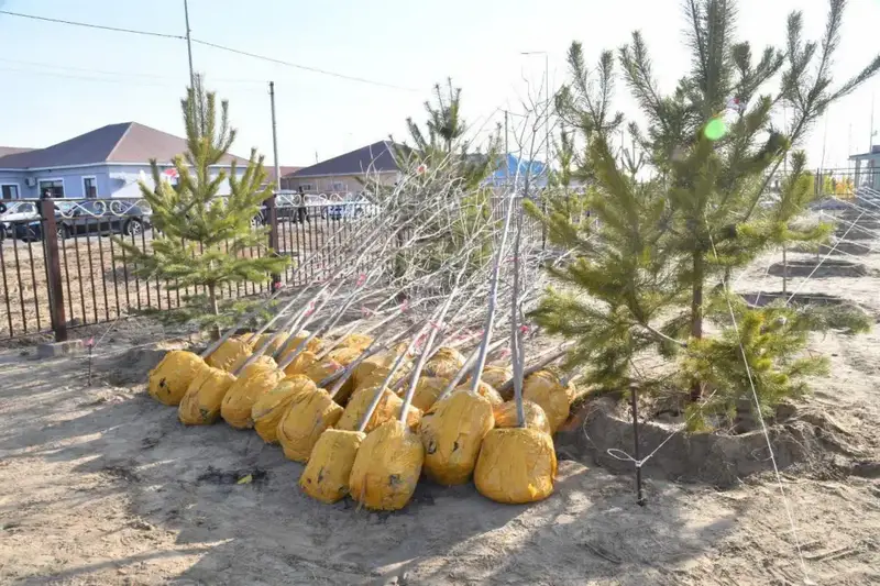 Осенняя кампания по озеленению в Атырау высадка 4000 молодых деревьев Астане