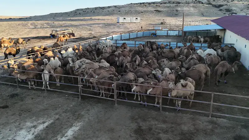 Нурдаулет Килыбай посетил автоматизированный цех по доению верблюдов в Мангистауской области Астане