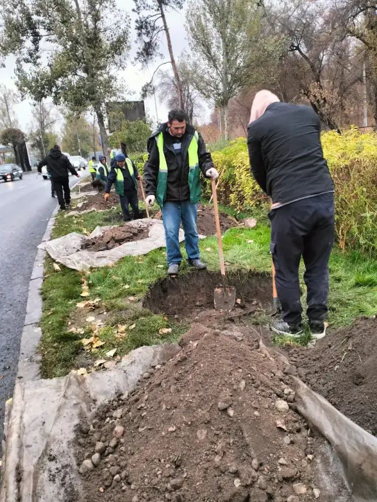 Турксибский район Алматы активно увеличивает зеленые насаждения: высажено более 770 тыс. деревьев и запланированы новые посадки Астане