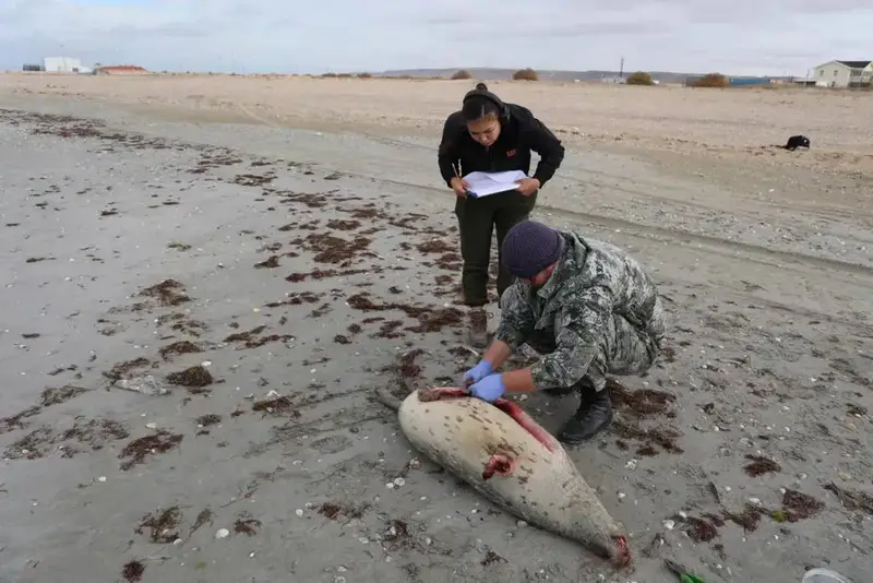 НА ПОБЕРЕЖЬЕ КАСПИЙСКОГО МОРЯ ОБНАРУЖЕНЫ ТУШИ 112 ТЮЛЕНЕЙ (10)