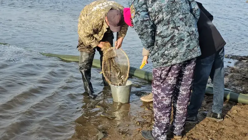 В Акмолинской области проведено зарыбление реки Селеты (5)