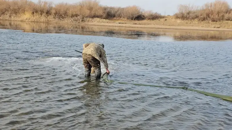 В Акмолинской области проведено зарыбление реки Селеты (4)