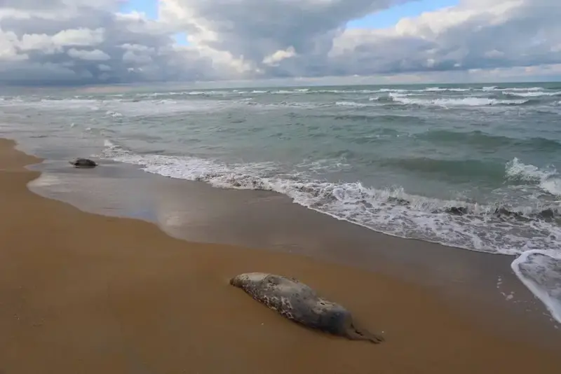 НА ПОБЕРЕЖЬЕ КАСПИЙСКОГО МОРЯ ОБНАРУЖЕНЫ ТУШИ 112 ТЮЛЕНЕЙ (6)