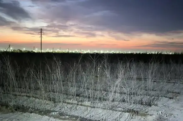 Новый питомник в Туркестане: вклад в озеленение и экологию города Астане