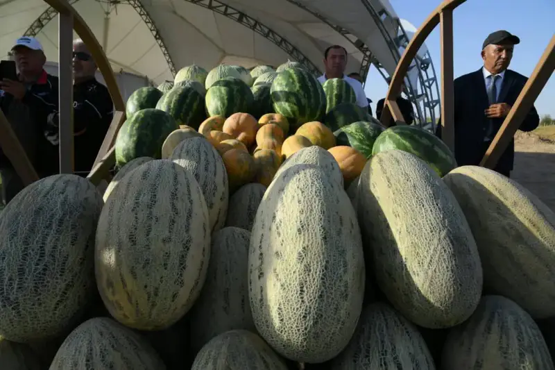 В ТУРКЕСТАНСКОЙ ОБЛАСТИ УВЕЛИЧИЛИСЬ ПОСЕВНЫЕ ПЛОЩАДИ И УВЕЛИЧИЛАСЬ УРОЖАЙНОСТЬ (7)
