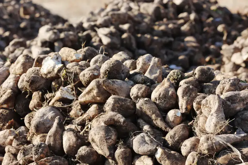 Ербол Карашукеев ознакомился с развитием свекольной отрасли в Меркенском районе (2)