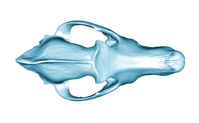 КАЗАХСТАНСКИЕ УЧЕНЫЕ СТАЛИ АВТОРАМИ МИРОВОГО НАУЧНОГО ОТКРЫТИЯ (3)