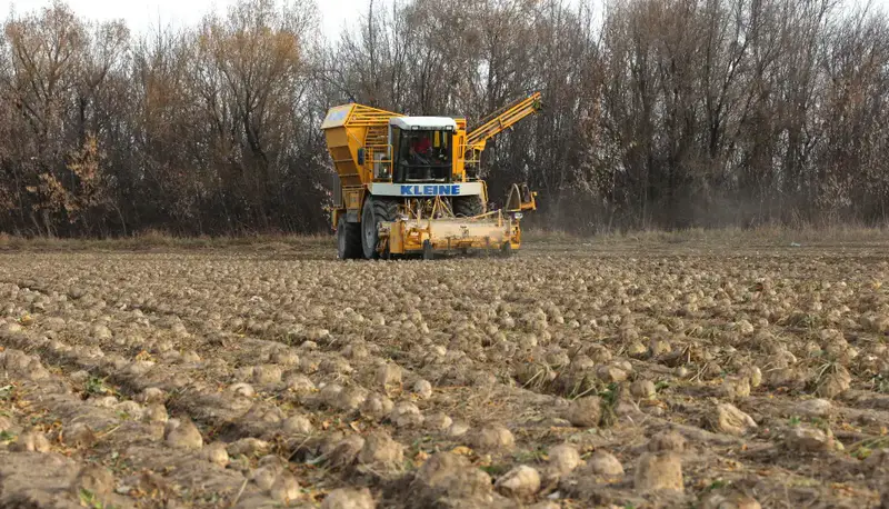 Сахарный урожай Жетісу: 54 тысячи тонн сладости превращаются в 6,5 тысяч тонн радости Астане