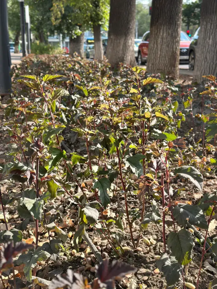 «Таза Қазақстан»: Алмалинский район делает ставку на чистоту и порядок (3)