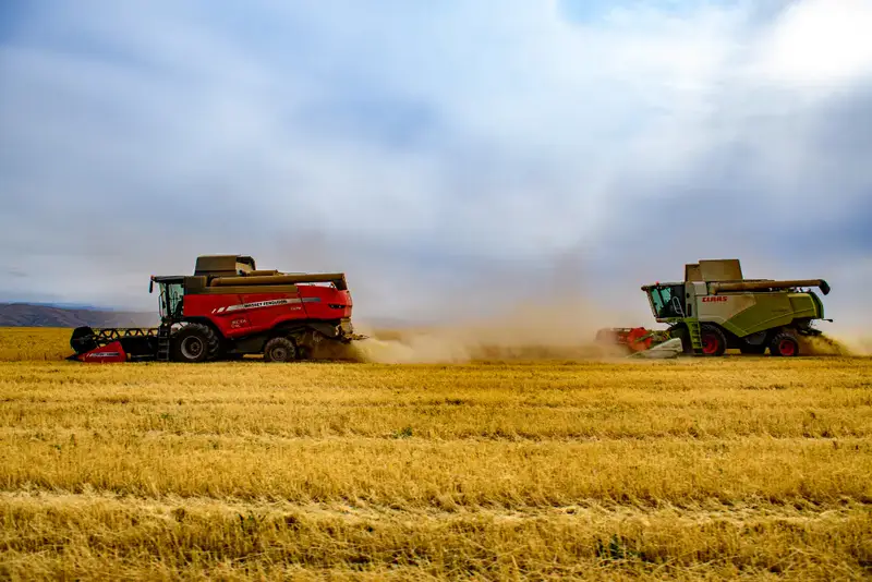 В области Жетісу сахарные заводы переработали уже 54 тыс. тонн сладкого корнеплода (3)