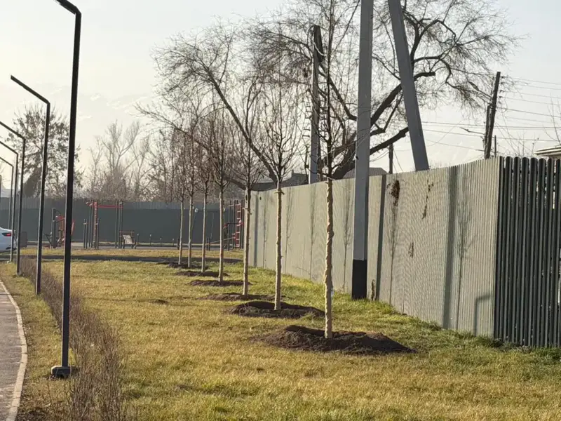 «Таза Қазақстан»: в Алматы продолжается озеленение развязки Сейфуллина–Жансугурова (2)