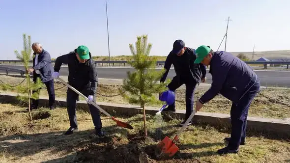 ТУРКЕСТАН: НА СУББОТНИКЕ В КАЗЫГУРТЕ БЫЛИ ПОСАЖЕНЫ ДЕКОРАТИВНЫЕ ДЕРЕВЬЯ (2)