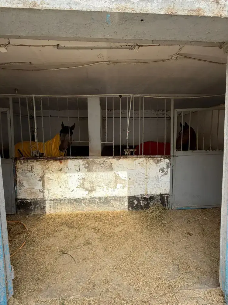 Размещение лошадей в зимних конюшнях Алматы Астане