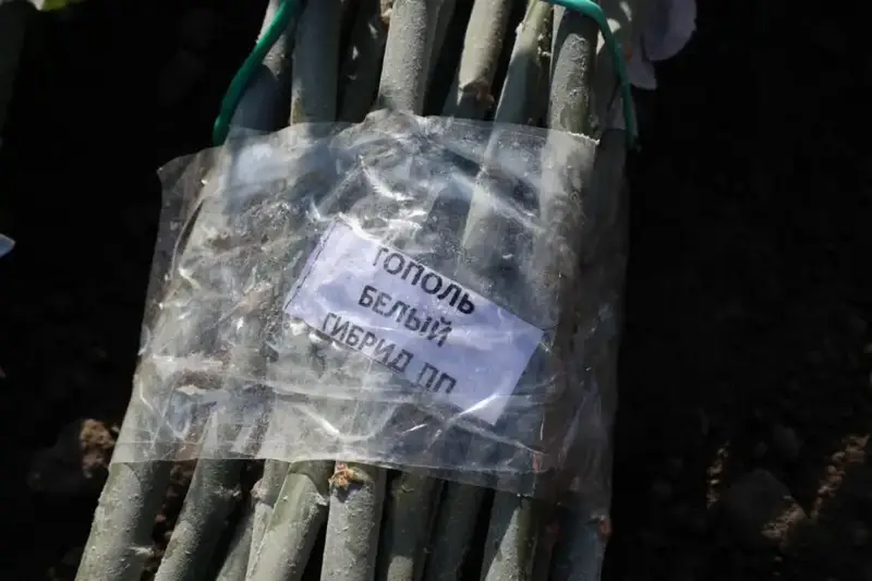 В Алматы застройщик школы увеличил количество высаживаемых деревьев с 50 до более чем 500 Астане