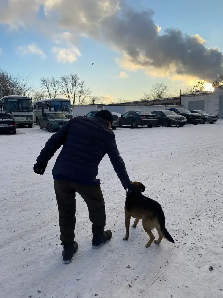 Верность пса в Павлодаре: трогательная встреча Астане