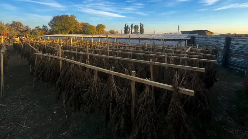 На границе тьмы: Казахстан сражается с наркотическим потоком Астане
