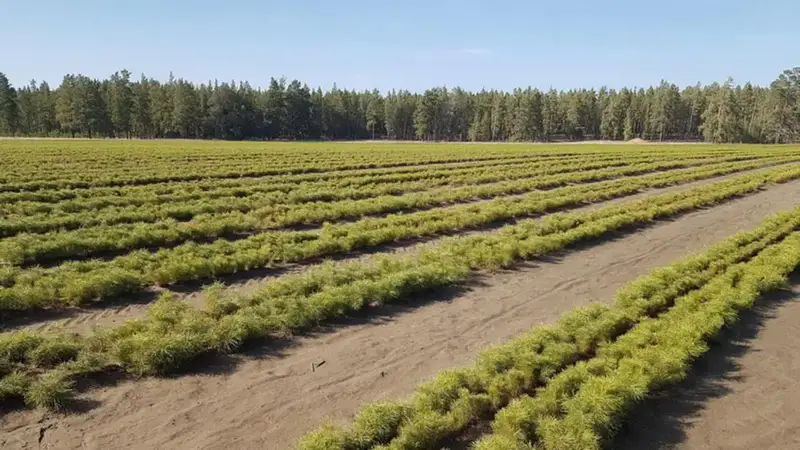 Зелёные легкие Карагандинской области: 2 миллиона новых сеянцев на пути к экологии Астане