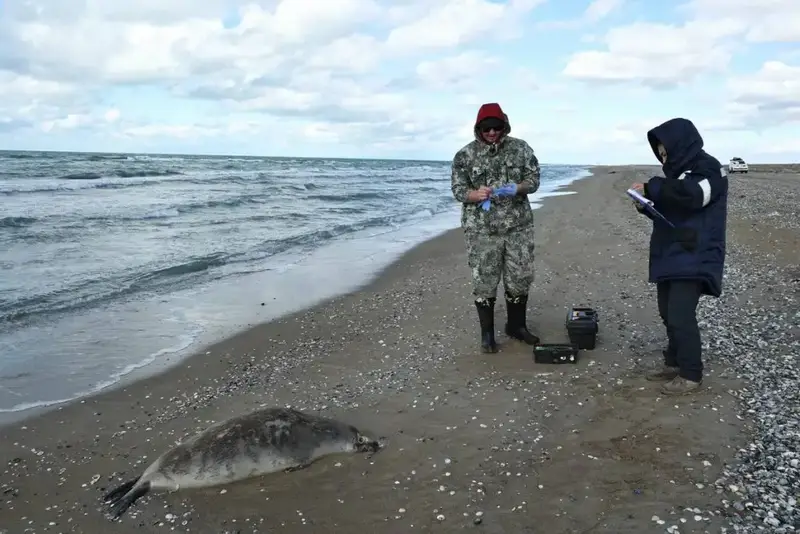 Тюлени выброшенные на берег Каспийского моря 112 туш Астане