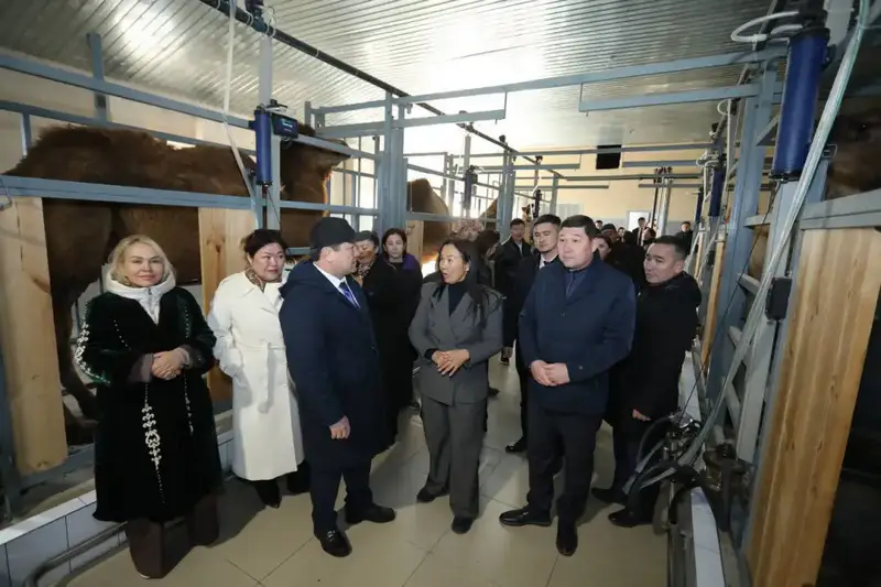 Нурдаулет Килыбай ознакомился с работой первого в Казахстане автоматизированного цеха по доению верблюдов. (3)