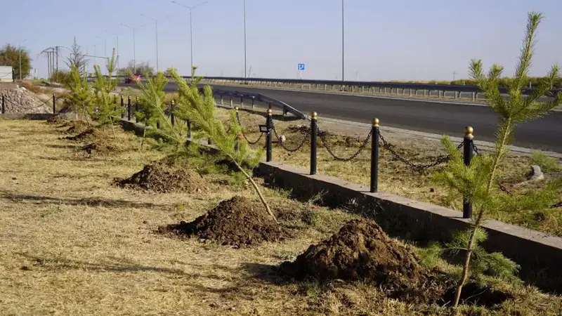 ТУРКЕСТАН: В КАЗЫГУРТЕ РАСТЕТ ЗЕЛЕНАЯ СКАЗКА – 70 ДЕРЕВЬЕВ ЗАЦВЕЛИ НА СУББОТНИКЕ Астане