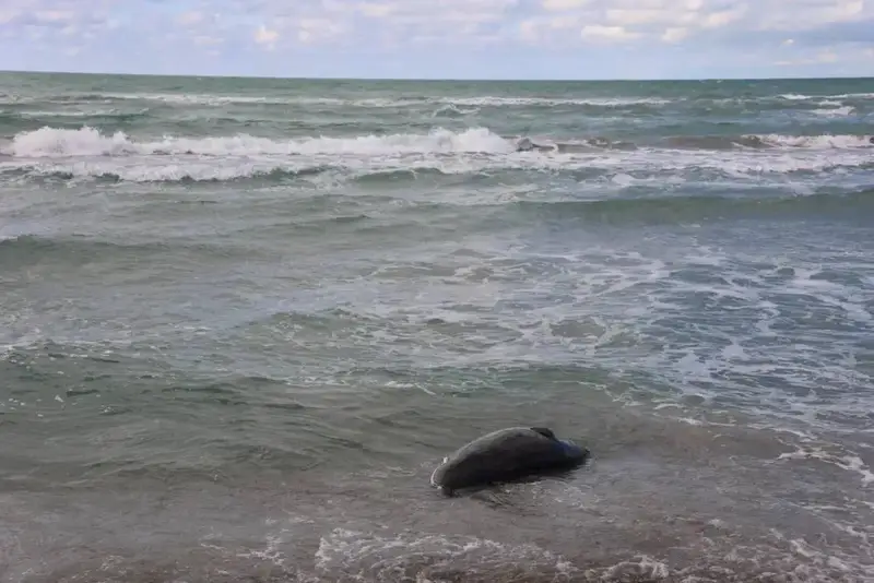 НА ПОБЕРЕЖЬЕ КАСПИЙСКОГО МОРЯ ОБНАРУЖЕНЫ ТУШИ 112 ТЮЛЕНЕЙ (4)