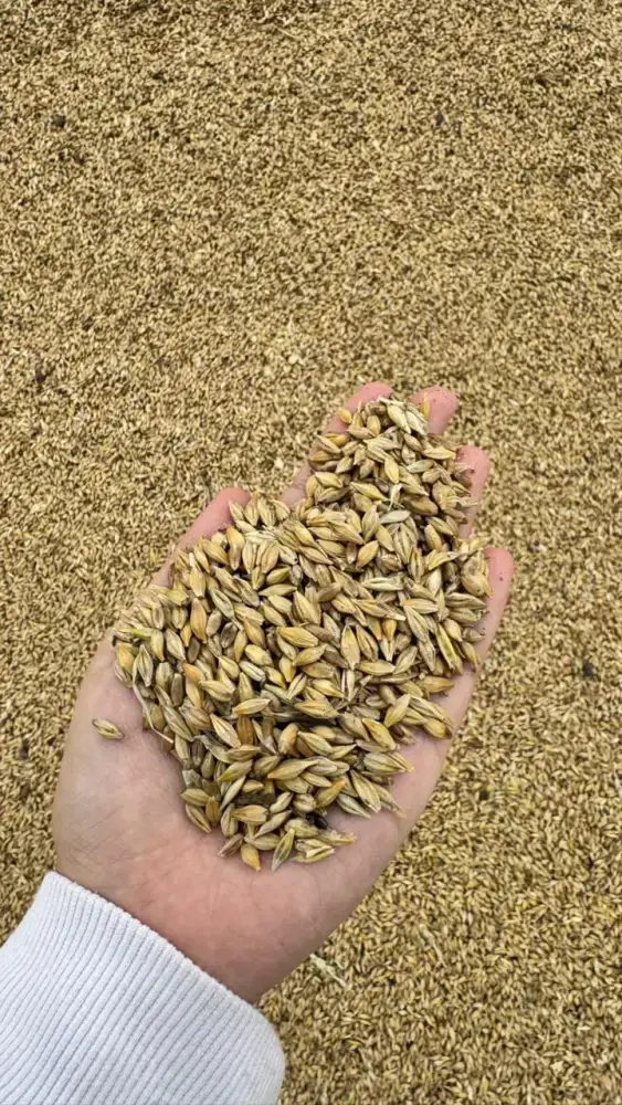 Глубокая переработка зерновых культур: новый этап агропромышленного развития Казахстана и его влияние на экономику Астане