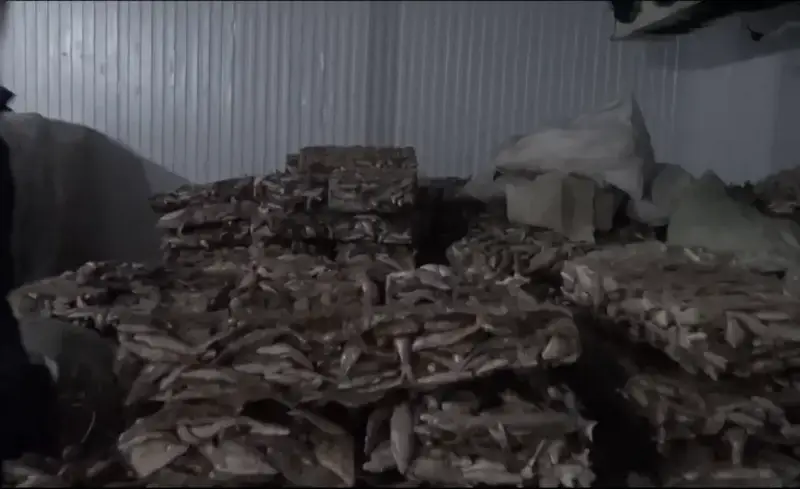 Судак в ловушке: более 75 тонн филе попали в сети незаконного экспорта из Кызылординской области Астане