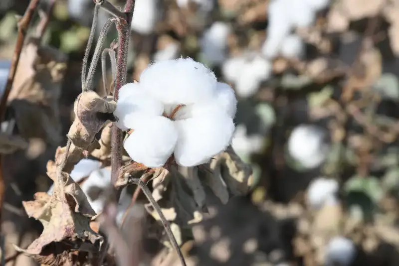 ? Туркестанская область достигла новых результатов в аграрном секторе (3)