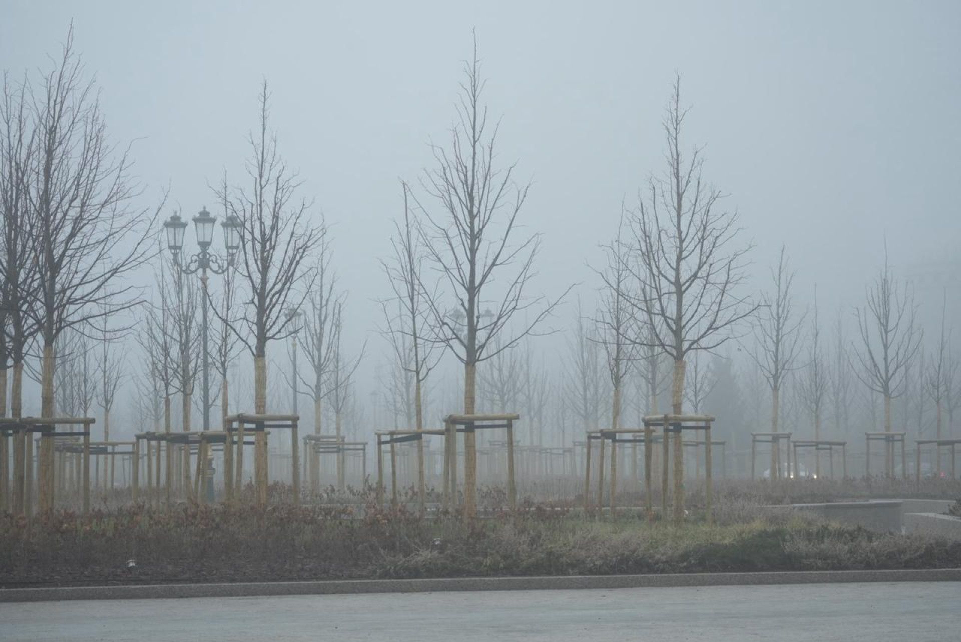 Парк в тумане