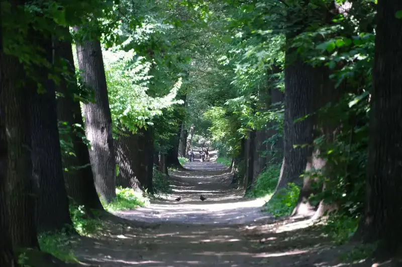 Сохранение Рощи Баума в Алматы: новые деревья и улучшение экосистемы Астане