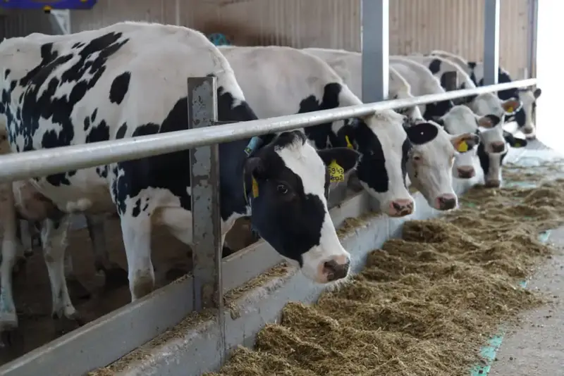 Казахстан расширяет экспорт животноводческой продукции Астане