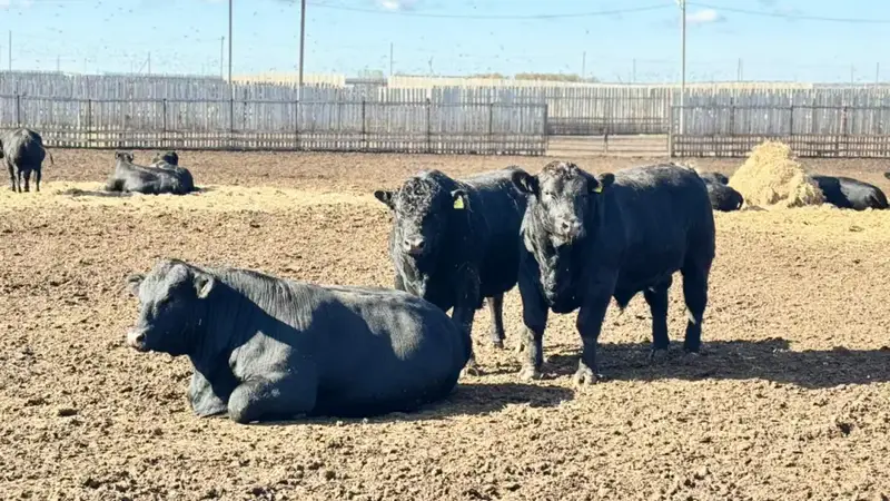 Изменения в правилах субсидирования племенного животноводства увеличение субсидий на закуп скота Астане