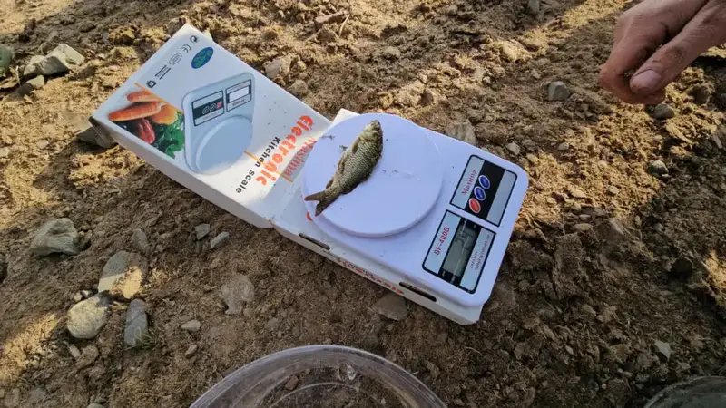 В Акмолинской области проведено зарыбление реки Селеты (2)