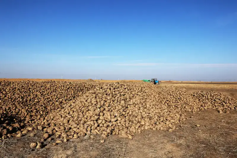 Развитие сахарной свекловодческой отрасли в Казахстане: визит Ербола Карашукеева в Меркенский район Астане