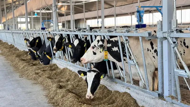 Заготовка кормов в Казахстане почти 40 млн тонн для животноводства Астане