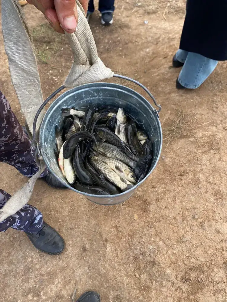 В Есиль выпустили 237 тысяч белых амуров Астане