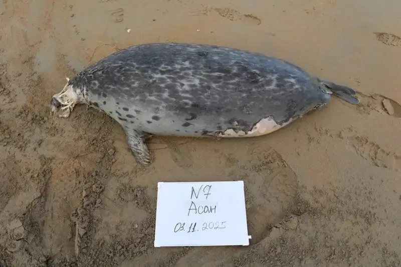 НА ПОБЕРЕЖЬЕ КАСПИЙСКОГО МОРЯ ОБНАРУЖЕНЫ ТУШИ 112 ТЮЛЕНЕЙ (7)